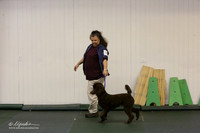 Best In Show Altered Sat S1 Ring LR Denton Mar 2013