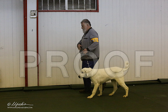 BISpup-2677-LR