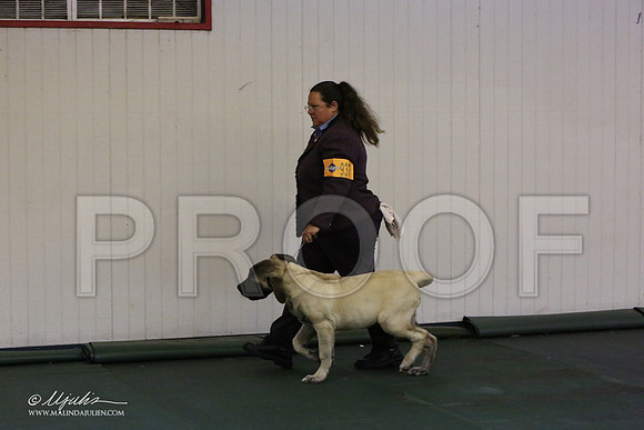 BISpup-2679-LR
