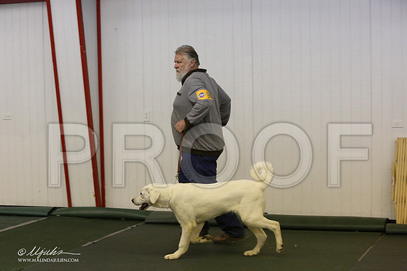 BISpup-4534-LR