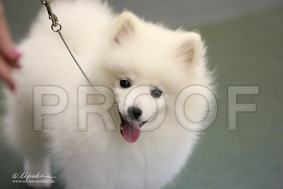 BISpup-4545-LR