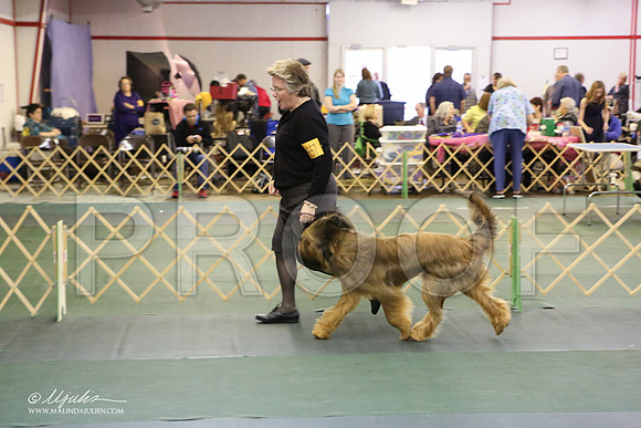 briard-3271-LR