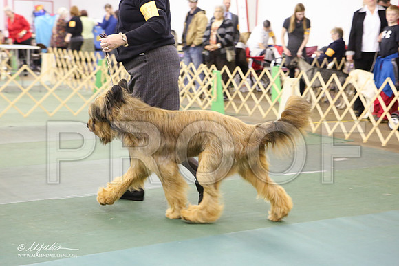 briard-4029-LR