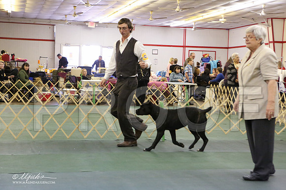 Cane-3618-LR