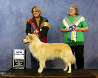 Border Collie Sun New Ch Kim Hastings Judge D McConne LR Denton Mar 2013