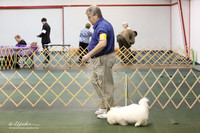 Coton De Tulear Sat S1 Ring LR Denton Mar 2013