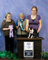 Boston Terrier Sun Best Puppy in Show Kimberly Rogers Judges L Hughes I Fertyl LR Denton Mar 2013