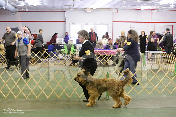 briard-6012-LR