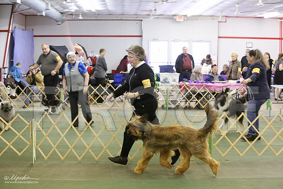briard-6013-LR
