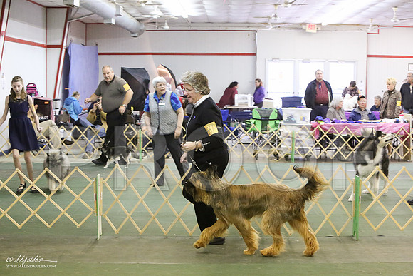 briard-6014-LR