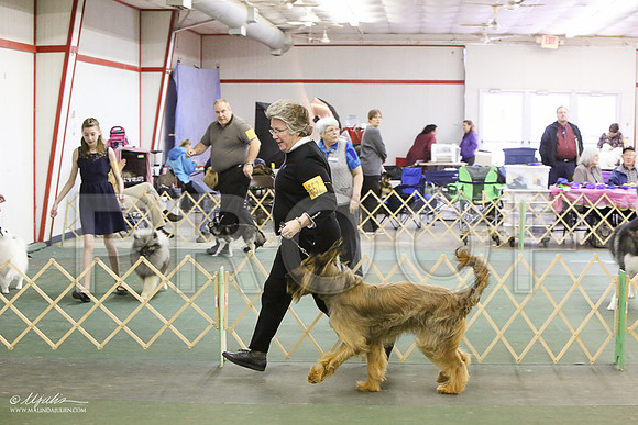 briard-6015-LR