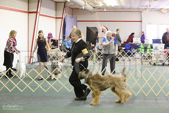 briard-6016-LR