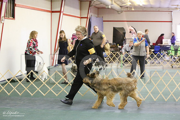 briard-6017-LR