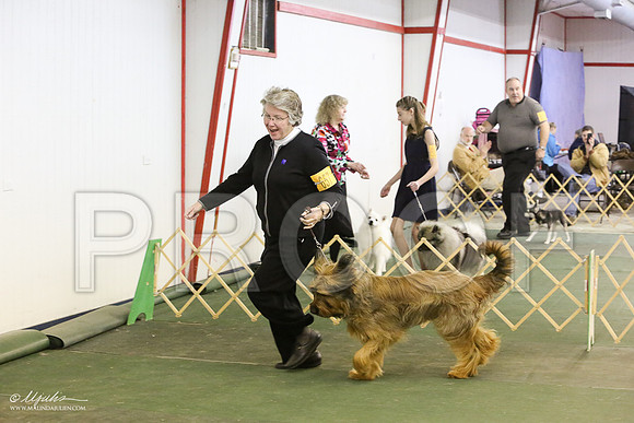 briard-6020-LR