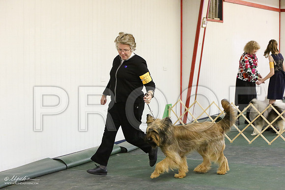 briard-6023-LR