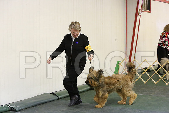 briard-6024-LR