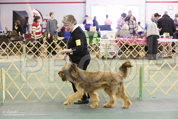 briard-6031-LR