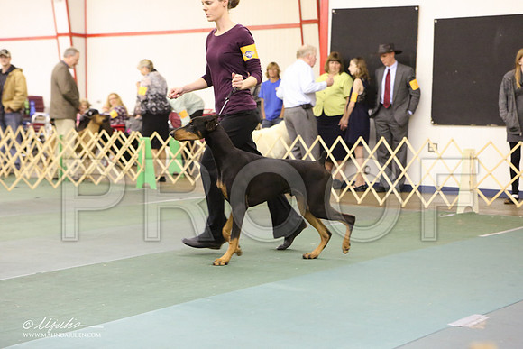 dobe-3674-LR