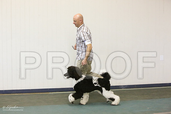 PoodStd-6059-LR