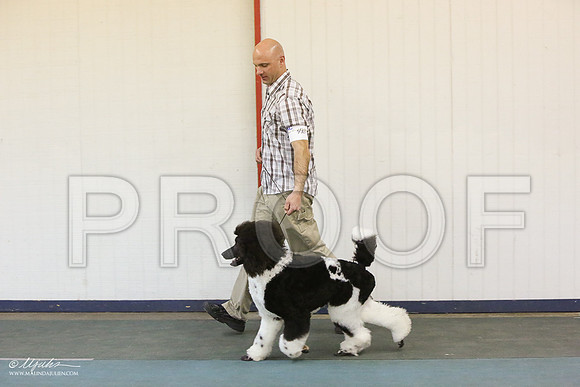 PoodStd-6064-LR