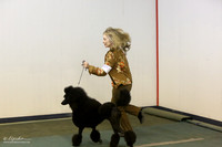 Poodle Standard Ring Sun LR Denton Mar 2013