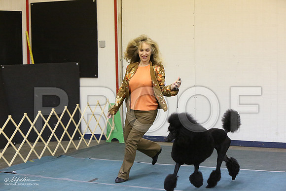 PoodStd-6231-LR