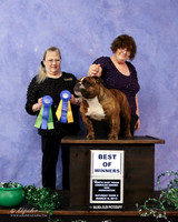 English Bulldog Sat S2 BOW Irene Haefner Judge L Hughes LR Denton Mar 2013