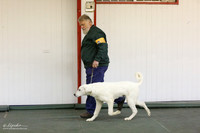 Puppy Best in Show Sun LR Denton Mar 2013