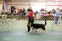 German Shepherd Dog Sat S1 Ring LR Denton Mar 2013