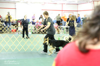 German Shepherd Dog Sat S2 Ring LR Denton Mar 2013