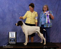 German Shorthaired Pointer Sat S1 BIMBS Jennie Dunaway Judge D McConnell LR Denton Mar 2013