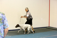 German Shorthaired Pointer Sat S2 Ring LR Denton Mar 2013