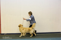 Golden Retriever Sat S2 Ring LR Denton Mar 2013