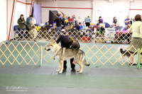 Herding Group Sat S1 Ring LR Denton Mar 2013