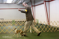 Italian Greyhound Sat S1 Ring LR Denton Mar 2013