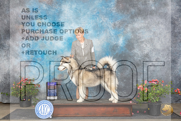 Alaskan Malamute #6 Sat BOBOHBOB Judge Paul F Willhauck__JP_6215_San Antonio_2024_HR3