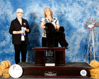 Miniature Poodle #18 Sun BOW Talkington Sue Agent Elizabeth Brown Judge Kathleen Grosso