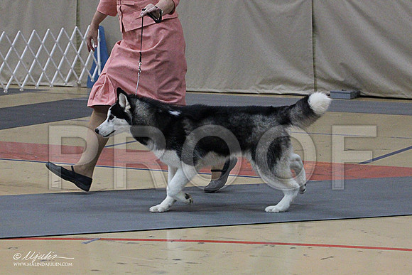 Husky-1369