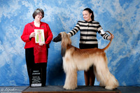 Afghan Hound #J600 Sun Flanagan Libbie Judge June A Moore +A2