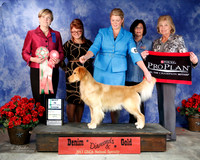 #474 Wed Sweeps Best in Sweeps Emery's Little Miss Sunshine Brianna Bischoff Judge Alison Desmarais
