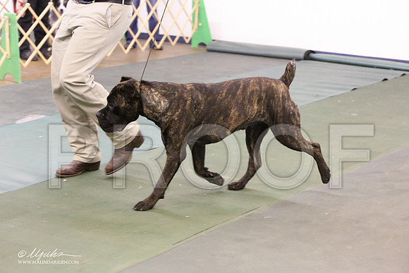 Cane-2597-LR