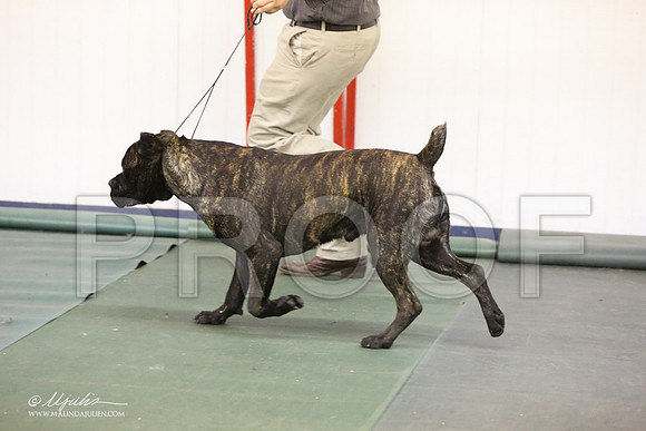Cane-2603-LR