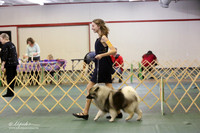 Keeshond Sat S1 Ring LR Denton Mar 2013