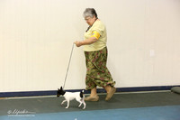 Toy Fox Terrier Sat S2 Ring LR Denton Mar 2013
