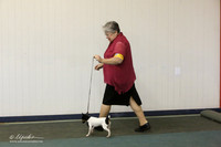 Toy Fox Terrier Sun Ring LR Denton Mar 2013