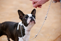 Boston Terrier Sat Match Ring