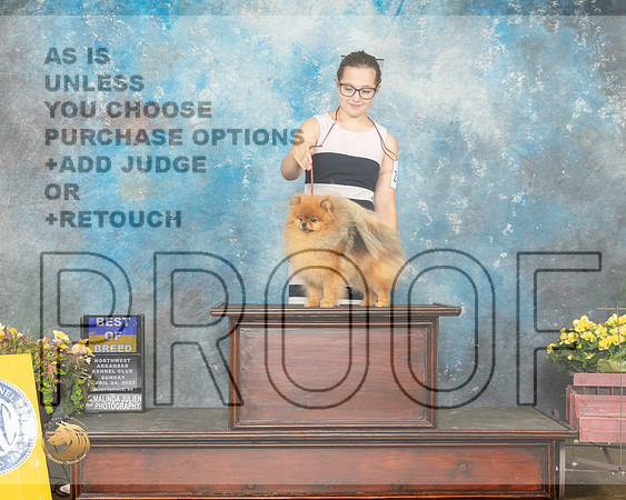 Pomeranian #22 BOB Sun Judge Ray Filburn-MMJ_1345-NWARK2022-HR3