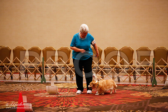 _JJ_7835-HstnCorgiFeb2015-HR3