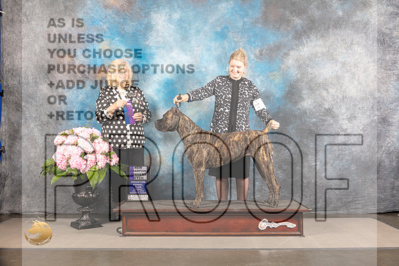 Cane Corso #10 Thur WB Judge Karen McFarlane_MJ_4634_Houston_2022_HR3