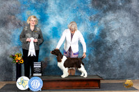 English Springer #6 Sun G4 Judge Vicki Abbott